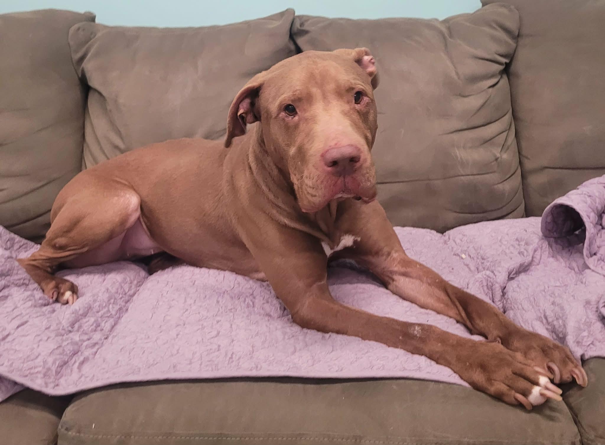 Enlarge Zeva! Lovely Lady!, a ADOPTABLE mixed breed in Meriden, CT image 4/6