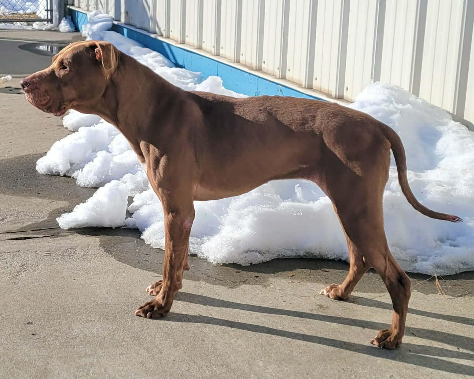 Enlarge Zeva! Lovely Lady!, a ADOPTABLE mixed breed in Meriden, CT image 2/6