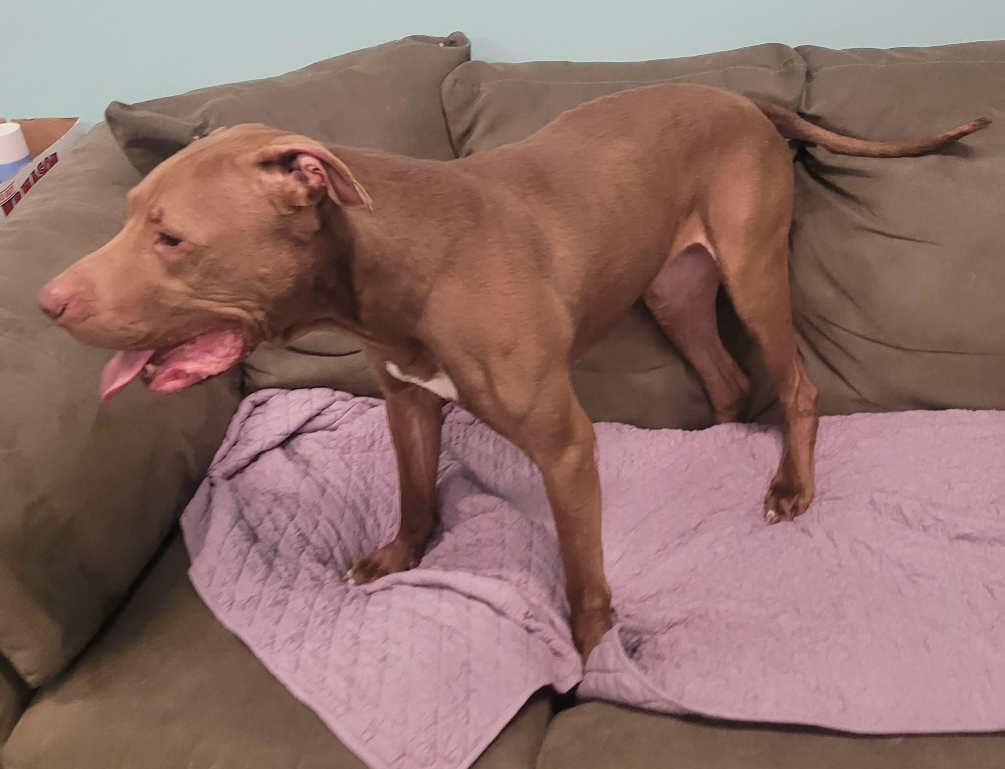 Enlarge Zeva! Lovely Lady!, a ADOPTABLE mixed breed in Meriden, CT image 3/6