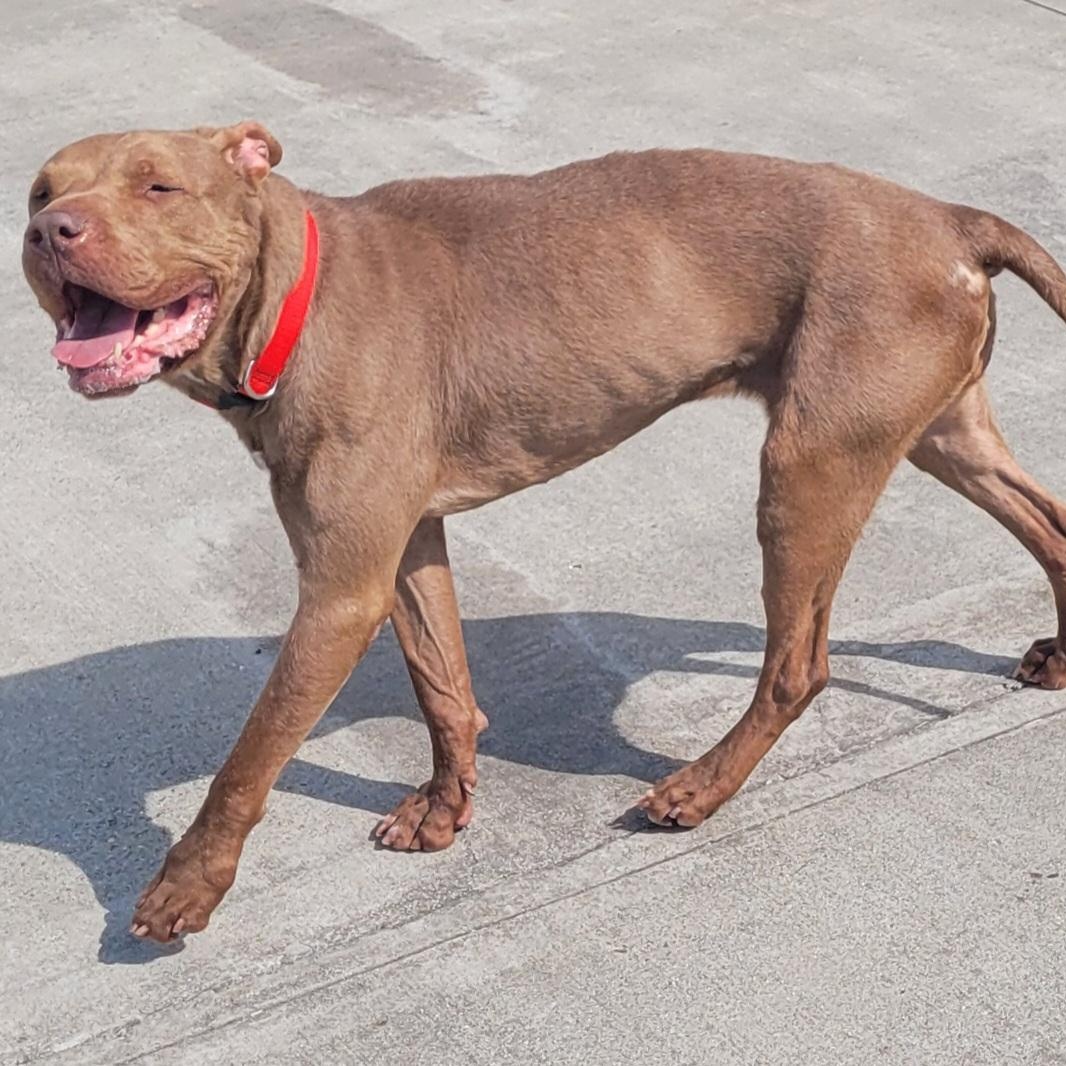 Zeva! Lovely Lady! - Adoptable Pet | Petfinder | Petfinder