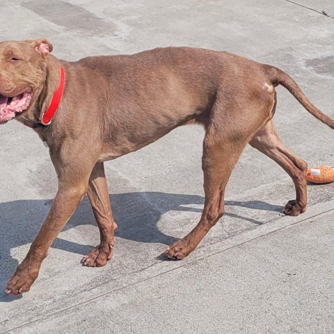 Enlarge Zeva! Lovely Lady!, a ADOPTABLE mixed breed in Meriden, CT image 6/6