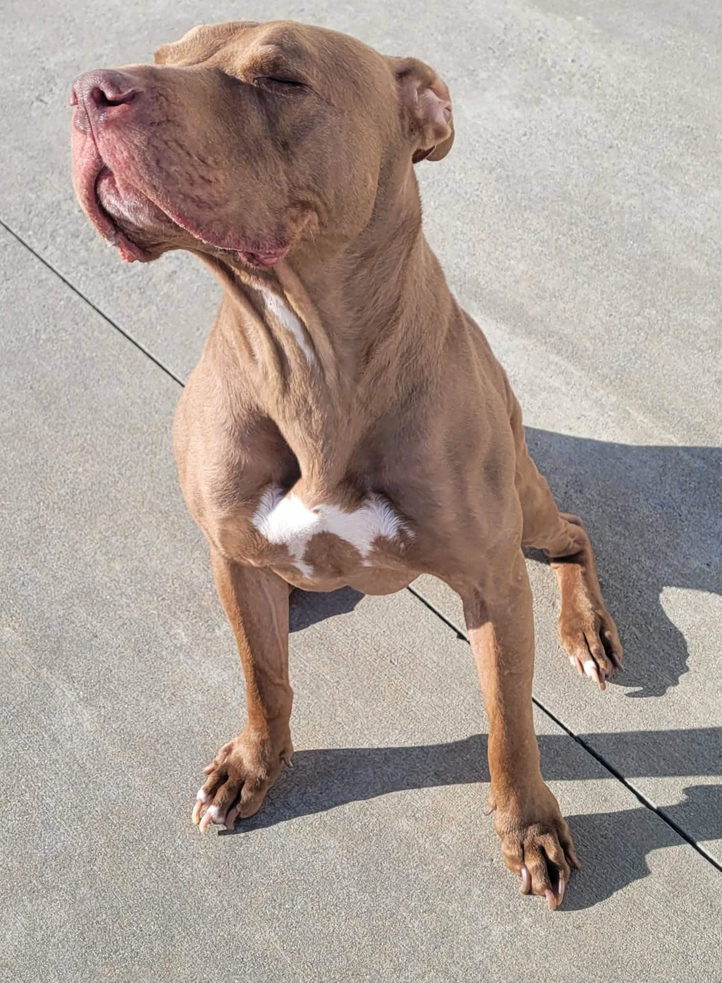 Enlarge Zeva! Lovely Lady!, a ADOPTABLE mixed breed in Meriden, CT image 5/6