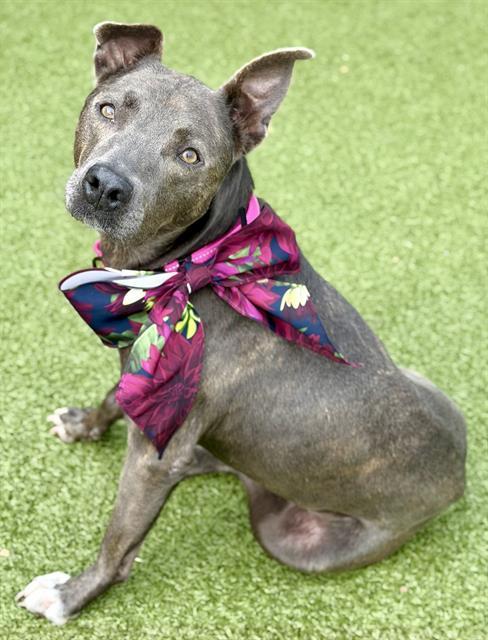 KINGSTER, Adoptable, Adult Female Terrier & Mixed Breed.