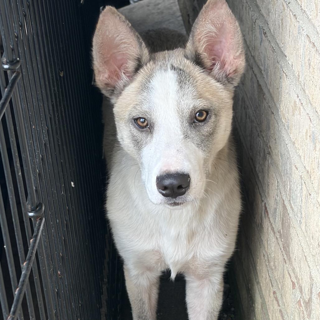 Enlarge Wendy, a ADOPTABLE mixed breed in Mokena, IL image 3/3