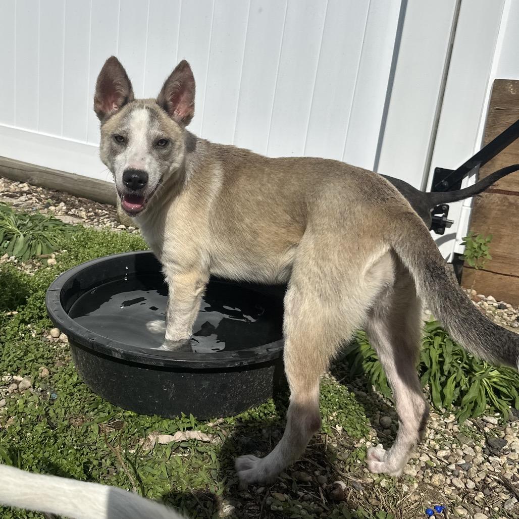 Enlarge Wendy, a ADOPTABLE mixed breed in Mokena, IL image 2/3