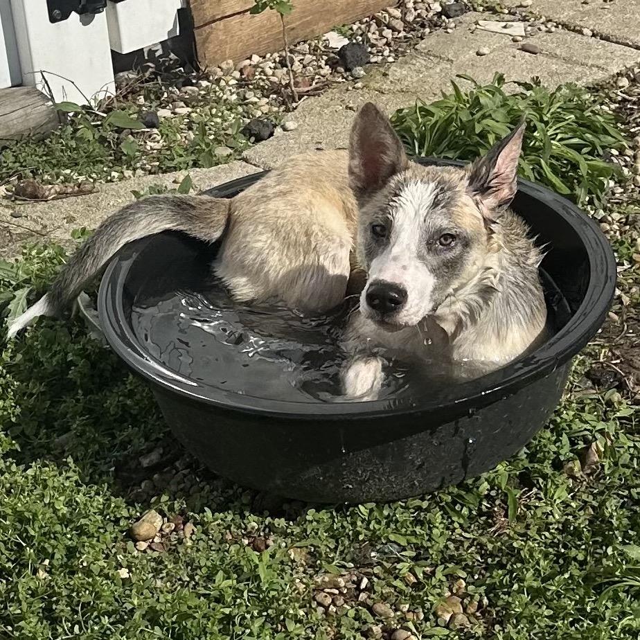 Wendy, ADOPTABLE, Young Female Husky.