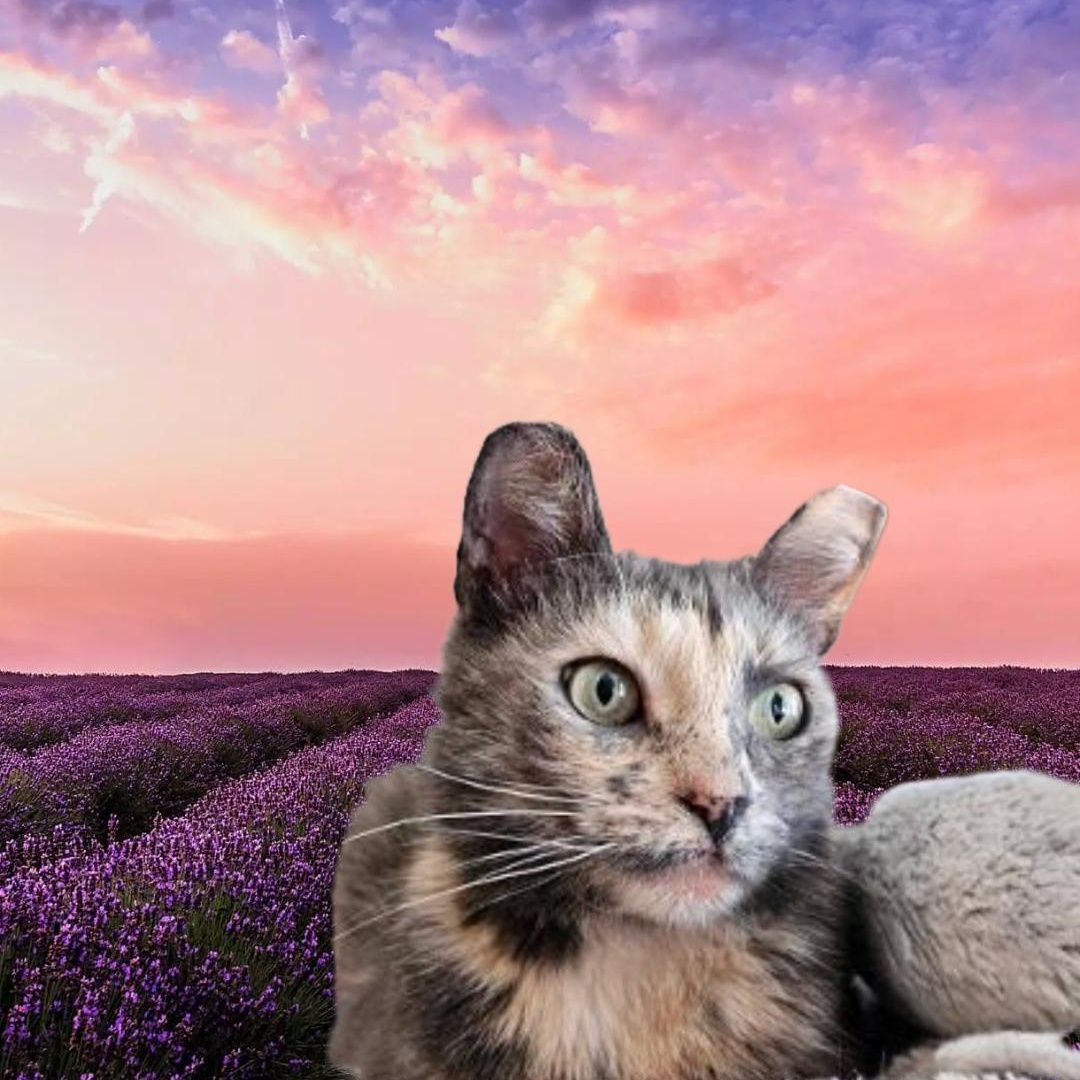 MEET NUTMEG...I'M A PRETTY  GIRL WHO HAS NEVER HAD A HOME OF MY OWN...CAN YOU HELP ME???