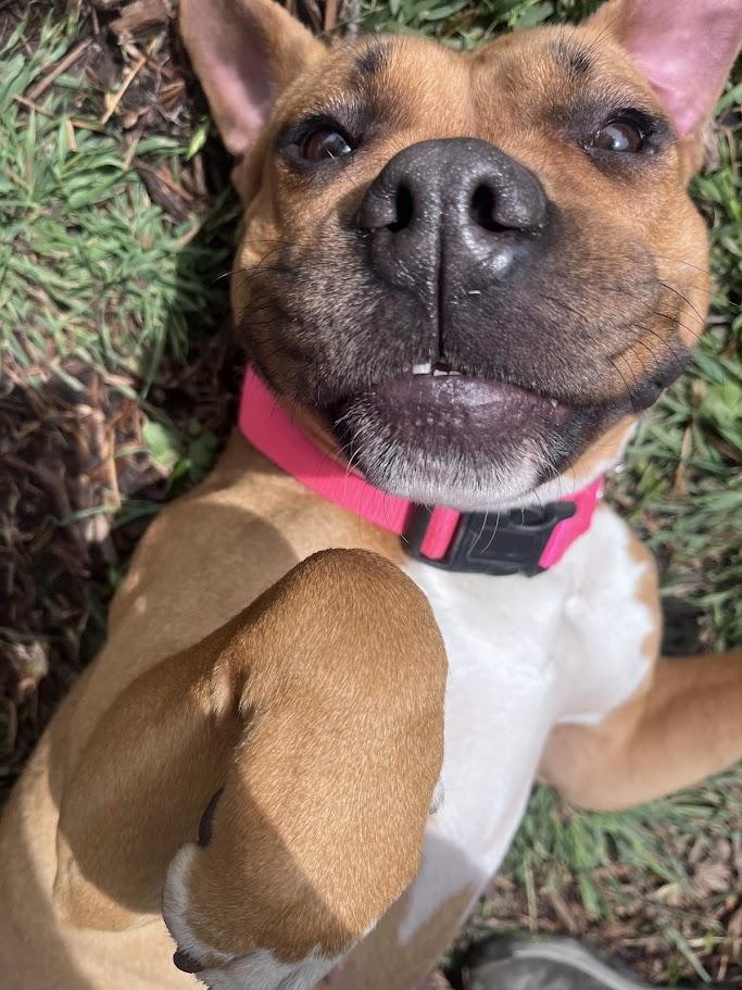 Enlarge Franny* A214802, a ADOPTABLE mixed breed in Plano, TX image 6/6