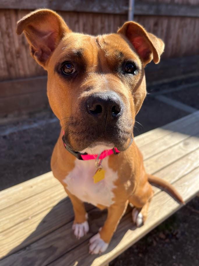 Franny* A214802, a ADOPTABLE mixed breed in Plano, TX image 1/6