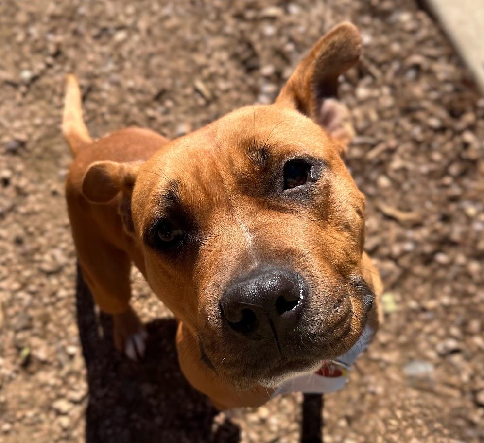 Franny* A214802, a ADOPTABLE mixed breed in Plano, TX image 6/6