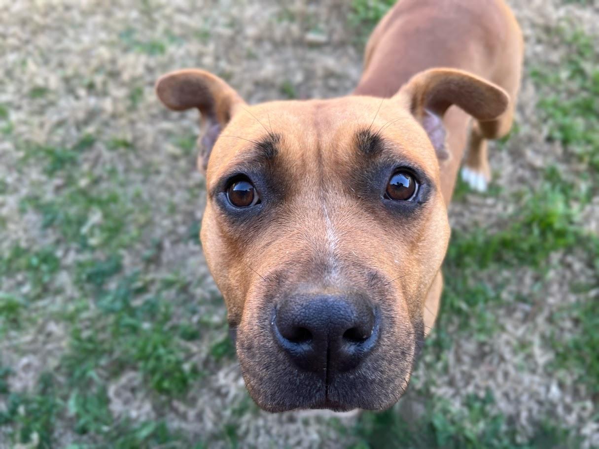 Franny* A214802, a ADOPTABLE mixed breed in Plano, TX image 3/6