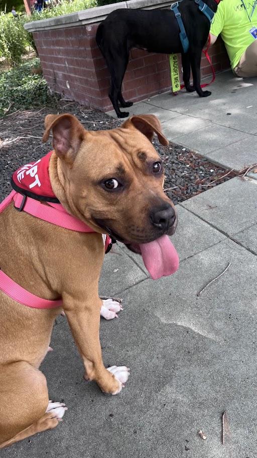 Franny* A214802, a ADOPTABLE mixed breed in Plano, TX image 3/6
