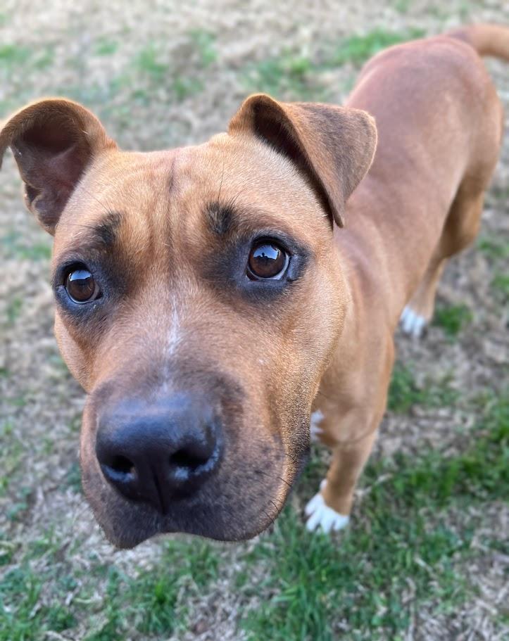 Franny* A214802, a ADOPTABLE mixed breed in Plano, TX image 2/6