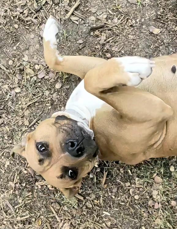 Franny* A214802, a ADOPTABLE mixed breed in Plano, TX image 4/6