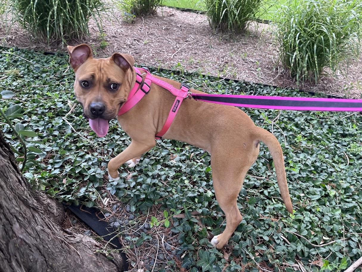Franny* A214802, a ADOPTABLE mixed breed in Plano, TX image 1/6