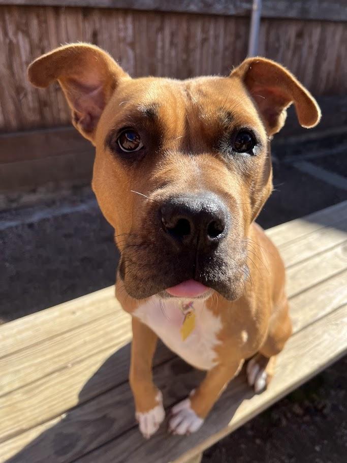 Franny* A214802, a ADOPTABLE mixed breed in Plano, TX image 5/6