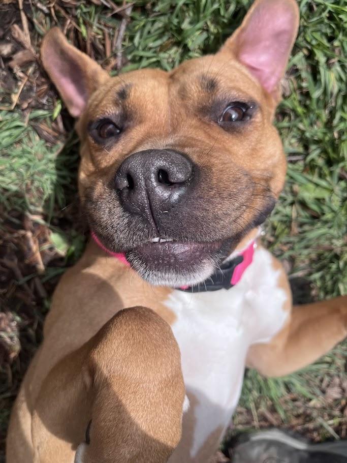 Enlarge Franny* A214802, a ADOPTABLE mixed breed in Plano, TX image 1/6