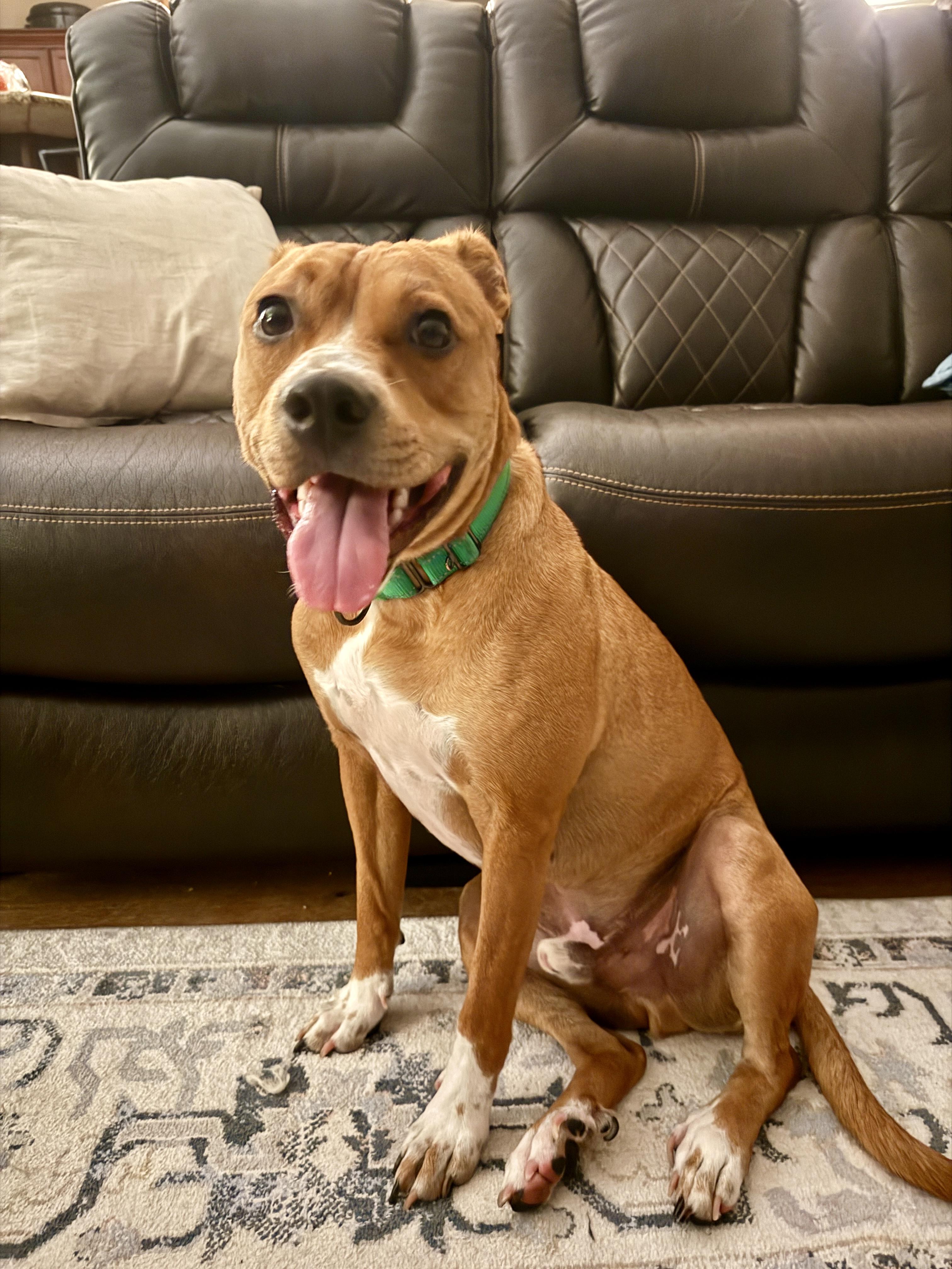 NED....WATER DOG, a Adoptable mixed breed in Cantonment, FL image 1/6