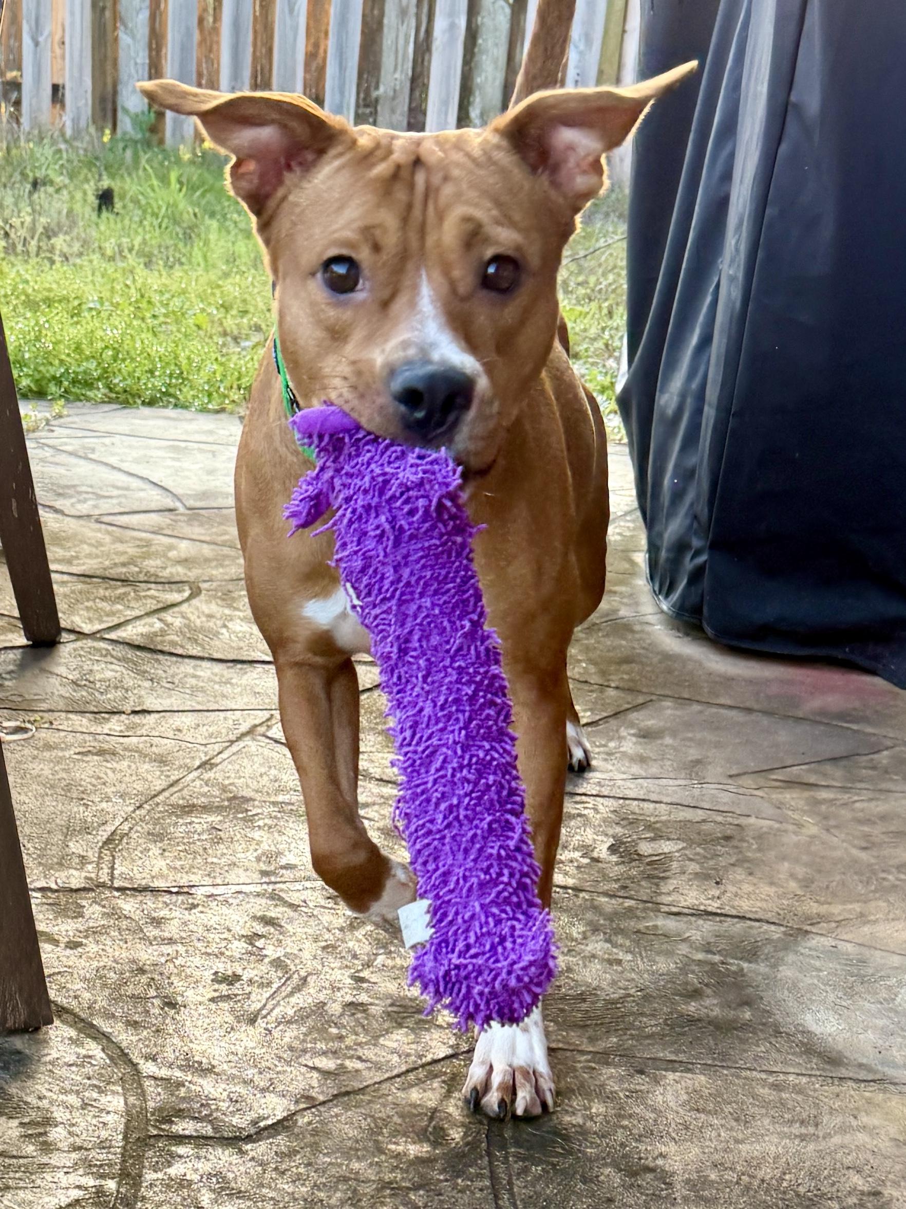 NED....WATER DOG, a Adoptable mixed breed in Cantonment, FL image 5/6