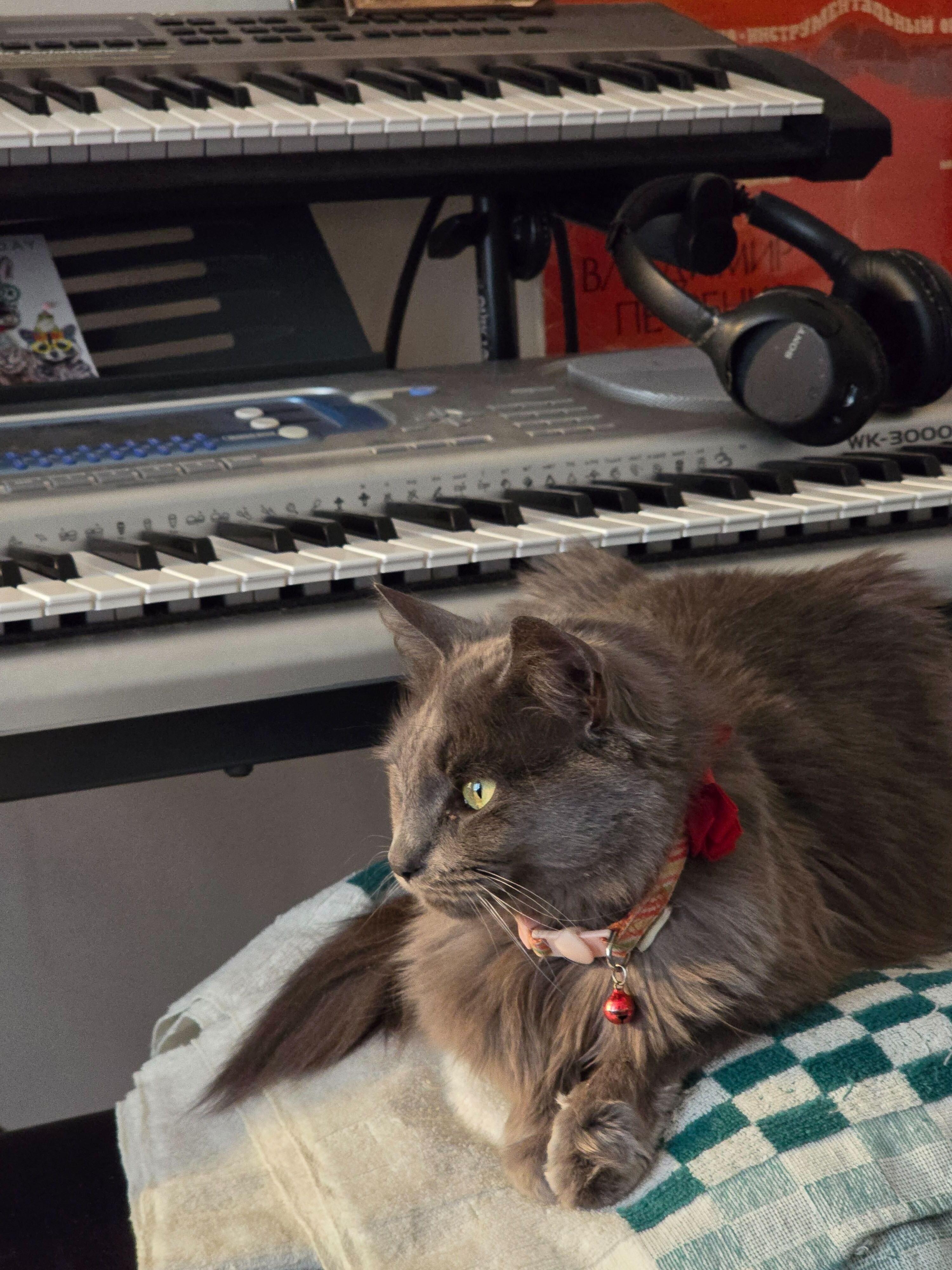 Jiji, an adopted Domestic Short Hair in Waltham, MA image 3/3