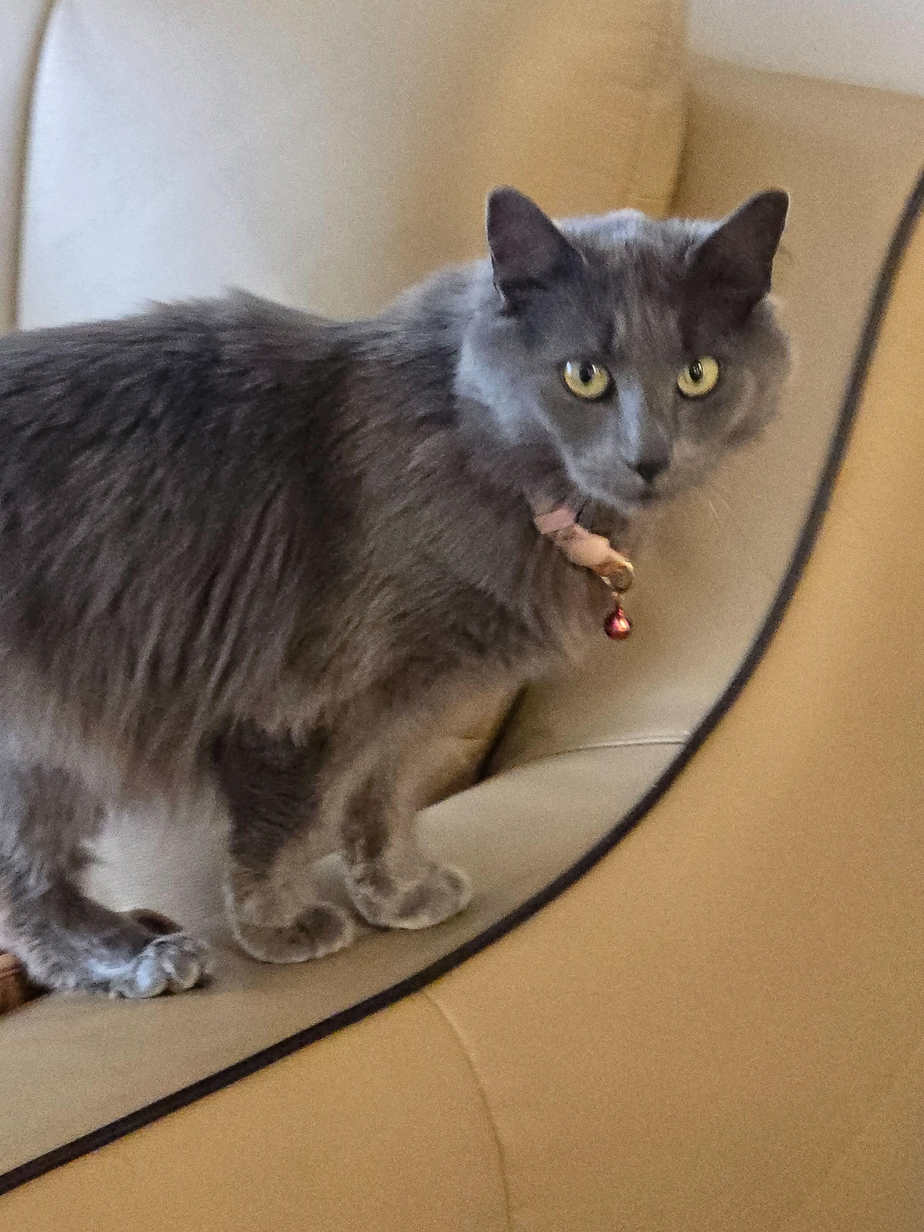 Jiji, an adopted Domestic Short Hair in Waltham, MA image 1/3