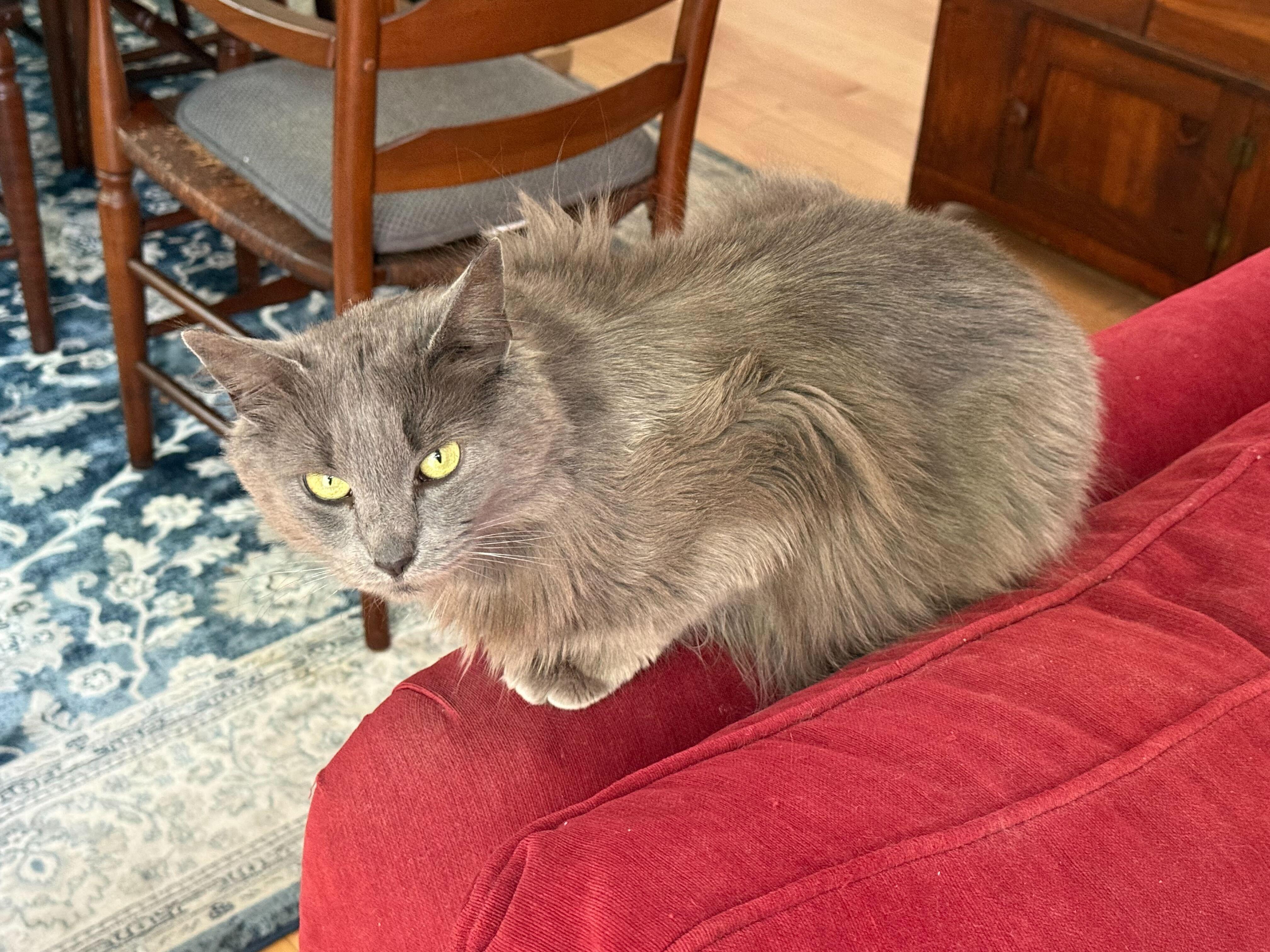 Jiji, an adopted Domestic Short Hair in Waltham, MA image 2/3