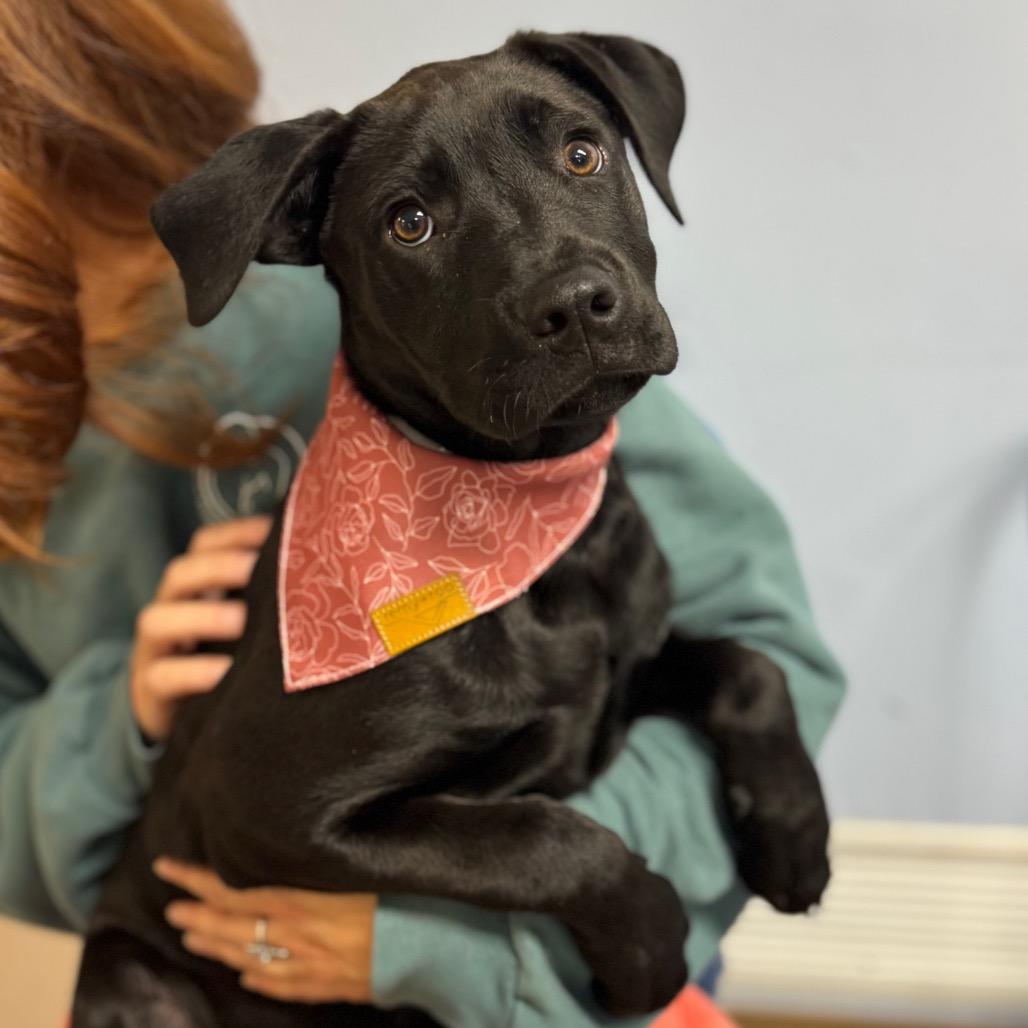 Snow Pea, Adoptable, Puppy Male Mixed Breed.