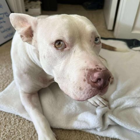 Jazzy, an adoptable American Staffordshire Terrier in Aberdeen, SD, 57401 | Photo Image 5