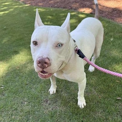 Jazzy, an adoptable American Staffordshire Terrier in Aberdeen, SD, 57401 | Photo Image 3