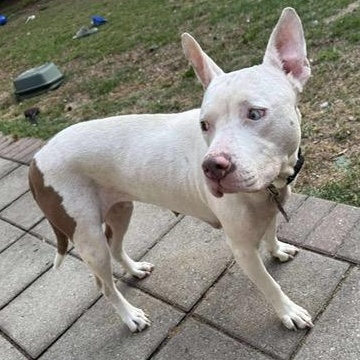 Jazzy, an adoptable American Staffordshire Terrier in Aberdeen, SD, 57401 | Photo Image 4
