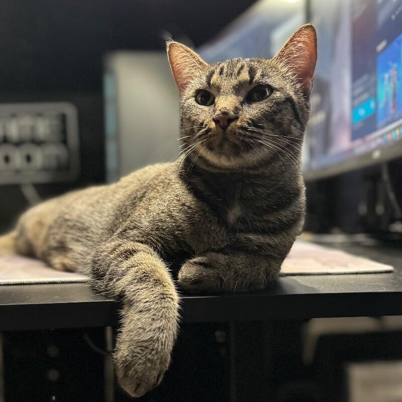 WHITNEY MOUSEKATEER, Adoptable, Young Female Domestic Short Hair.