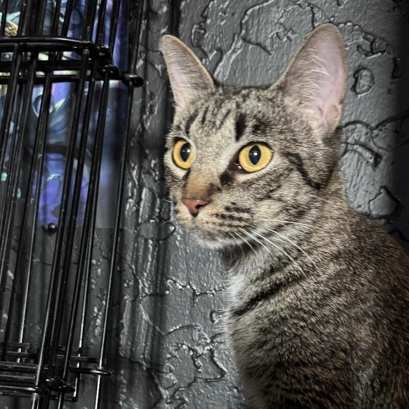 Enlarge WHITNEY MOUSEKATEER, a Adoptable Domestic Short Hair in lawton, OK image 3/6
