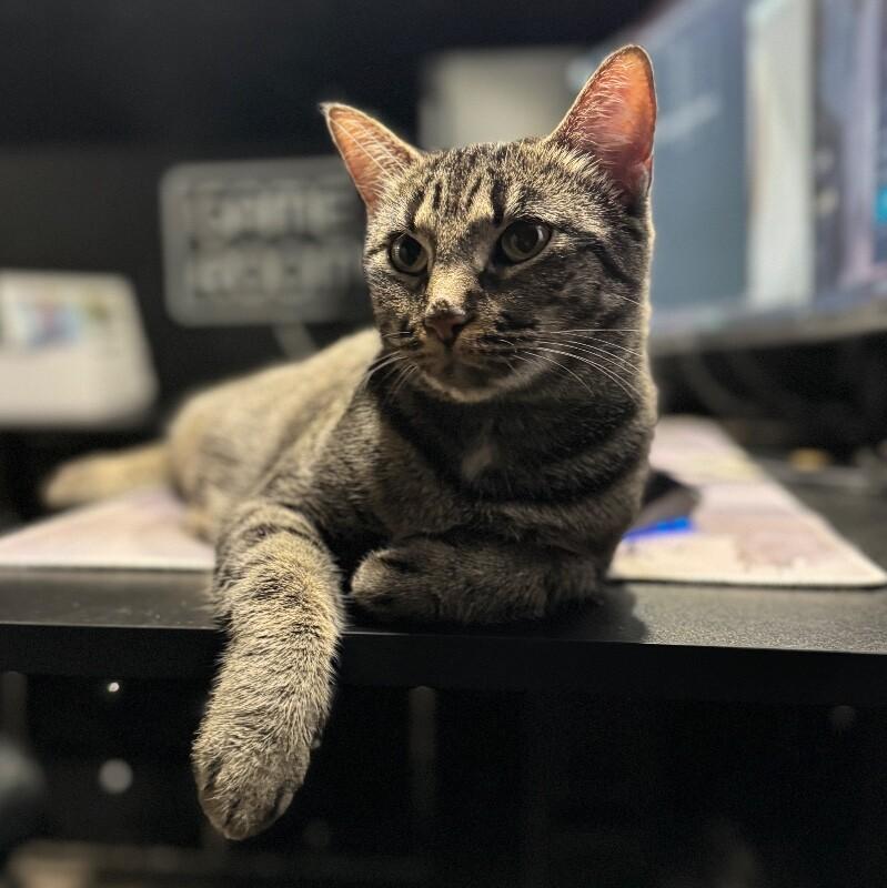 Enlarge WHITNEY MOUSEKATEER, a Adoptable Domestic Short Hair in lawton, OK image 4/6