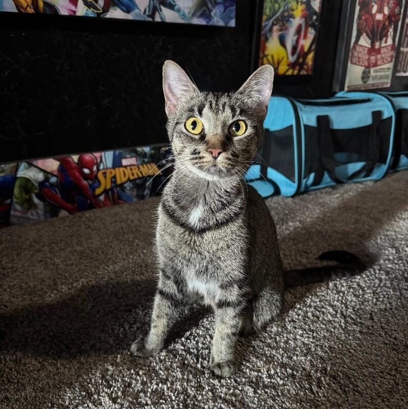 Enlarge WHITNEY MOUSEKATEER, a Adoptable Domestic Short Hair in lawton, OK image 5/6