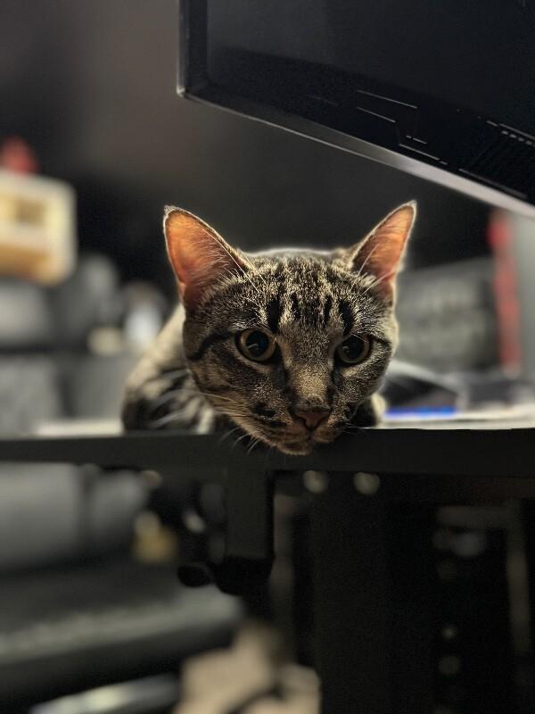 Enlarge WHITNEY MOUSEKATEER, a Adoptable Domestic Short Hair in lawton, OK image 6/6