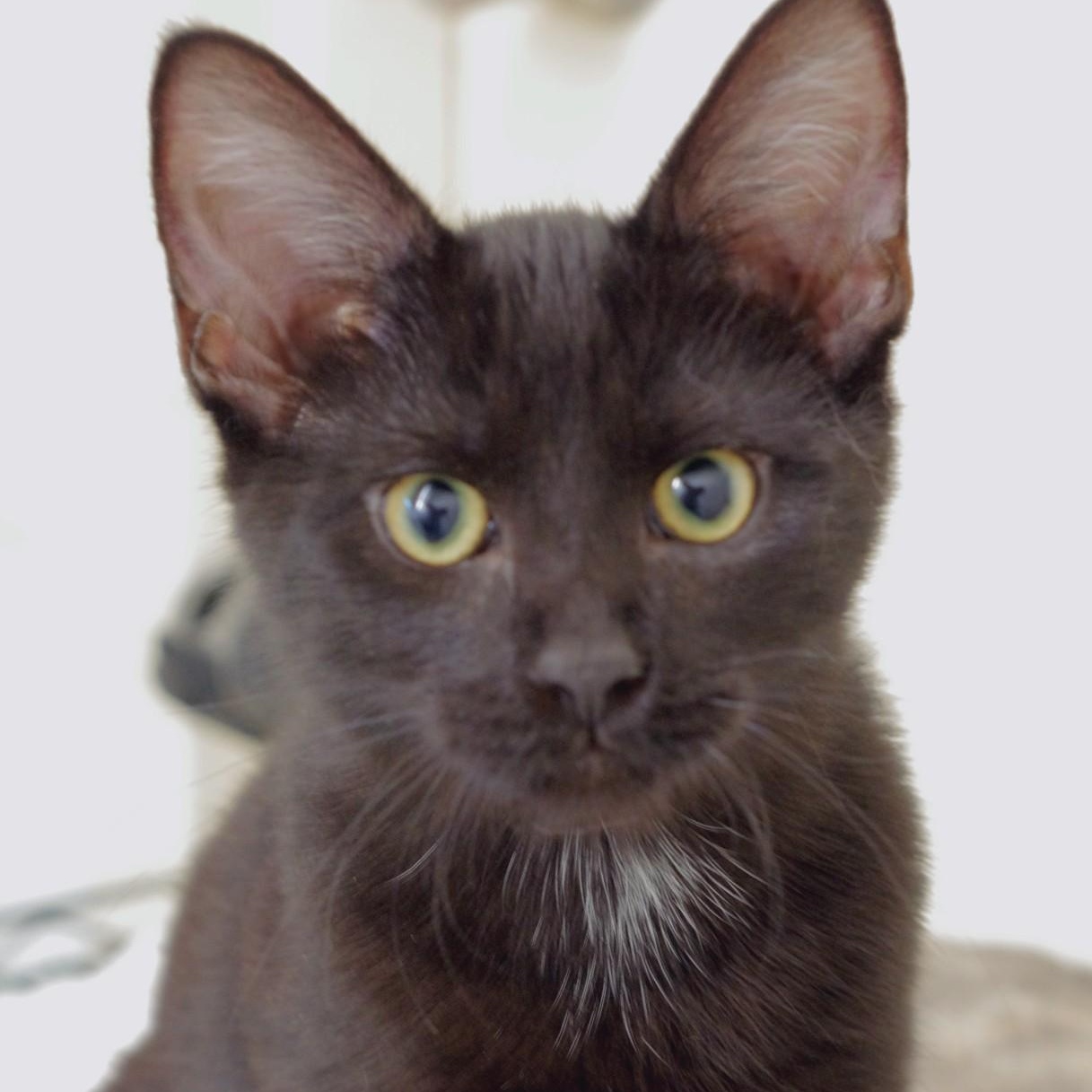 Pepper