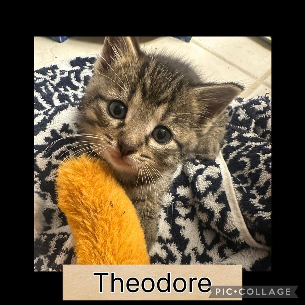 Enlarge Chipmunks :  Theodore, a Adoptable Domestic Short Hair in Aurora, IN image 1/4