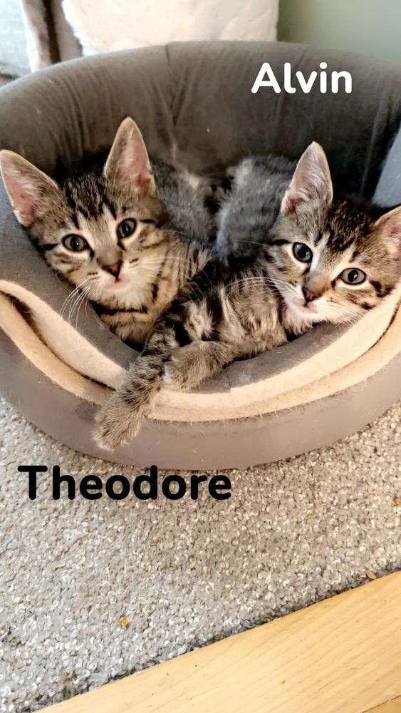 Enlarge Chipmunks :  Theodore, a Adoptable Domestic Short Hair in Aurora, IN image 2/4