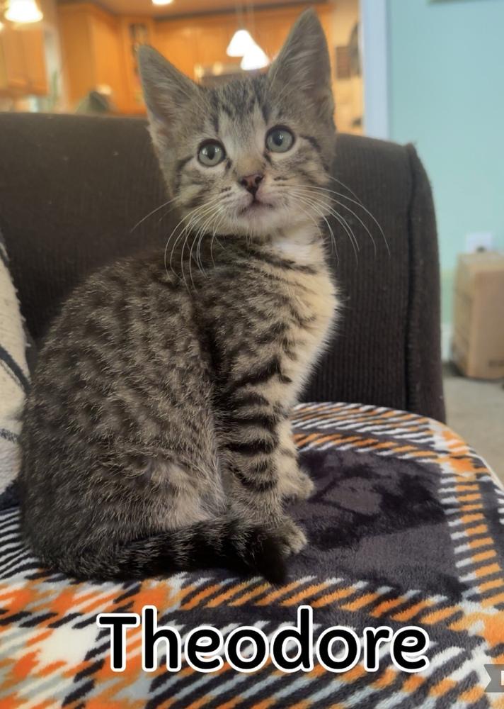 Enlarge Chipmunks :  Theodore, a Adoptable Domestic Short Hair in Aurora, IN image 3/4