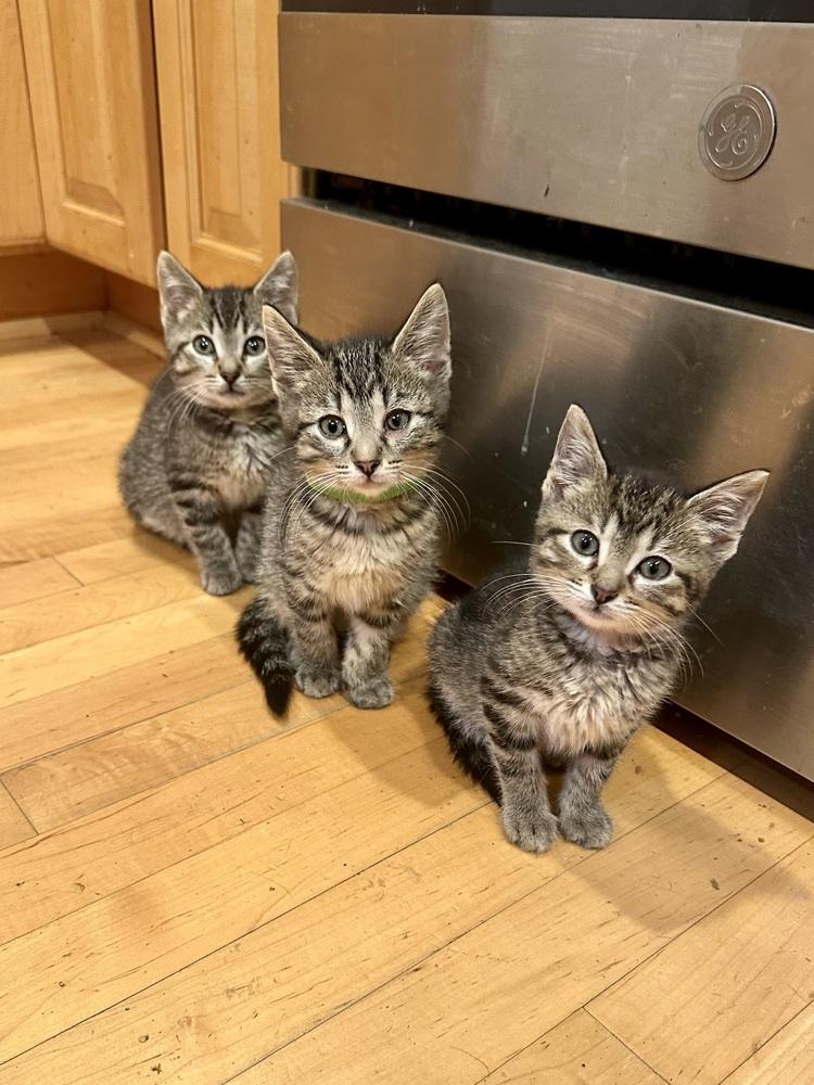 Enlarge Chipmunks :  Theodore, a Adoptable Domestic Short Hair in Aurora, IN image 4/4
