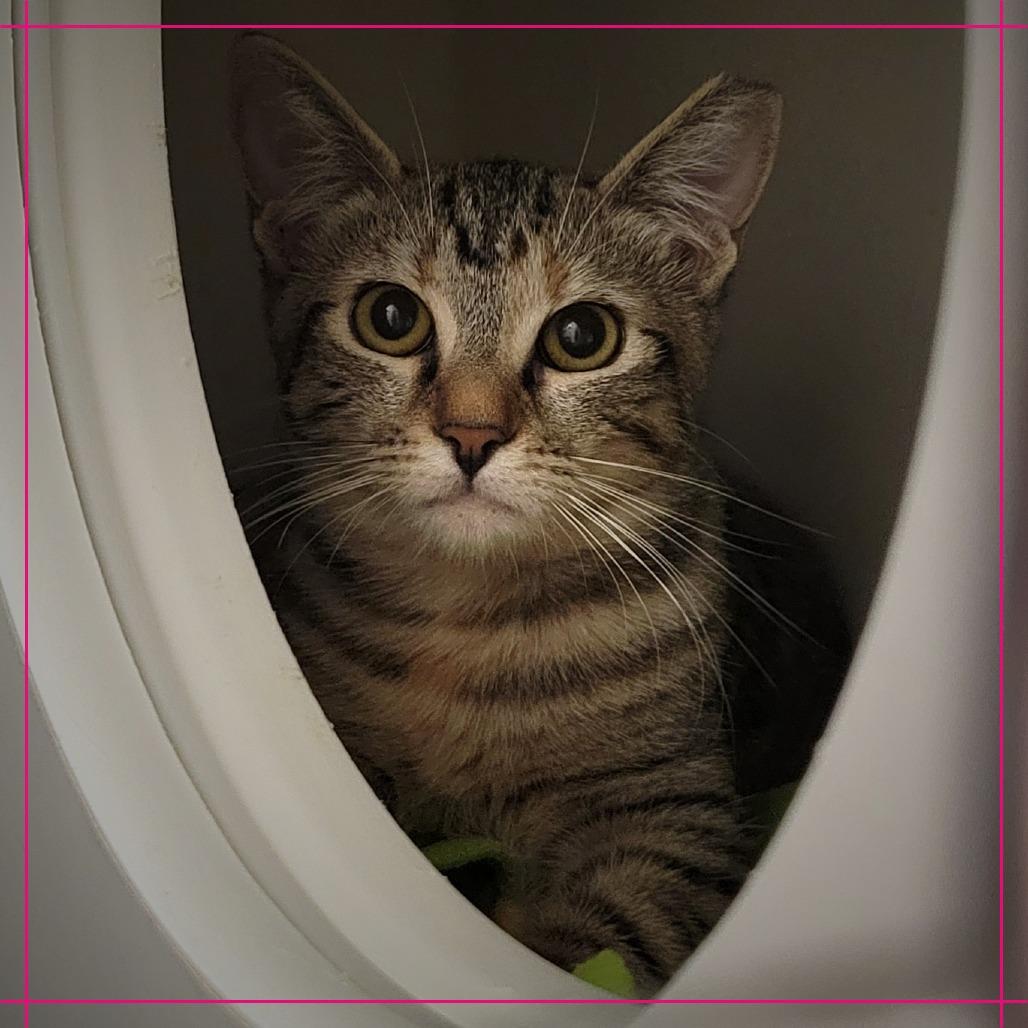 Enlarge Mort, a Adoptable Domestic Medium Hair in Tempe, AZ image 1/6