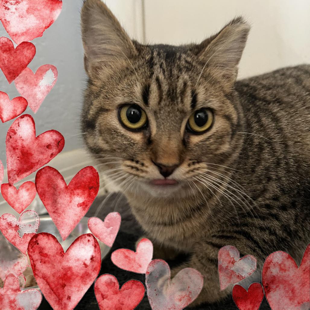 Enlarge Mort, a Adoptable Domestic Medium Hair in Tempe, AZ image 2/6