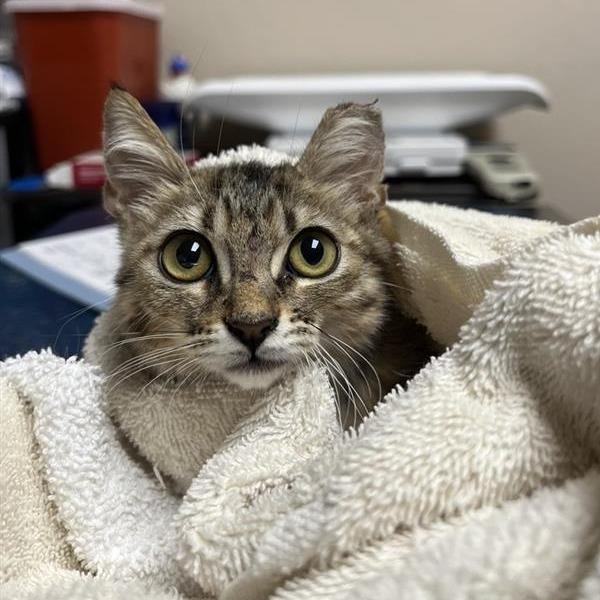 Mort, Adoptable, Kitten Male Domestic Medium Hair.