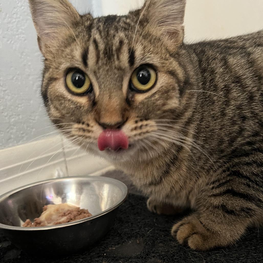 Enlarge Mort, a Adoptable Domestic Medium Hair in Tempe, AZ image 4/6