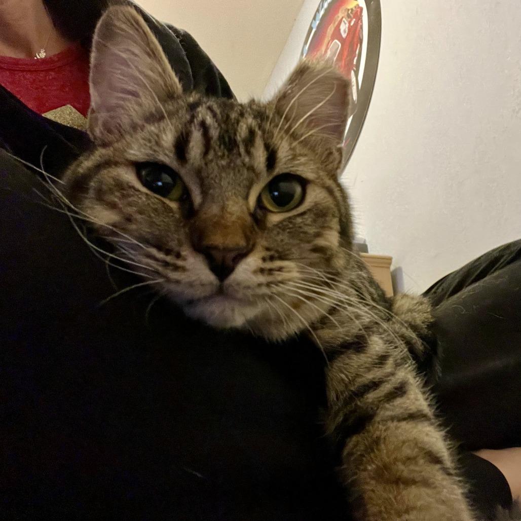 Enlarge Mort, a Adoptable Domestic Medium Hair in Tempe, AZ image 5/6