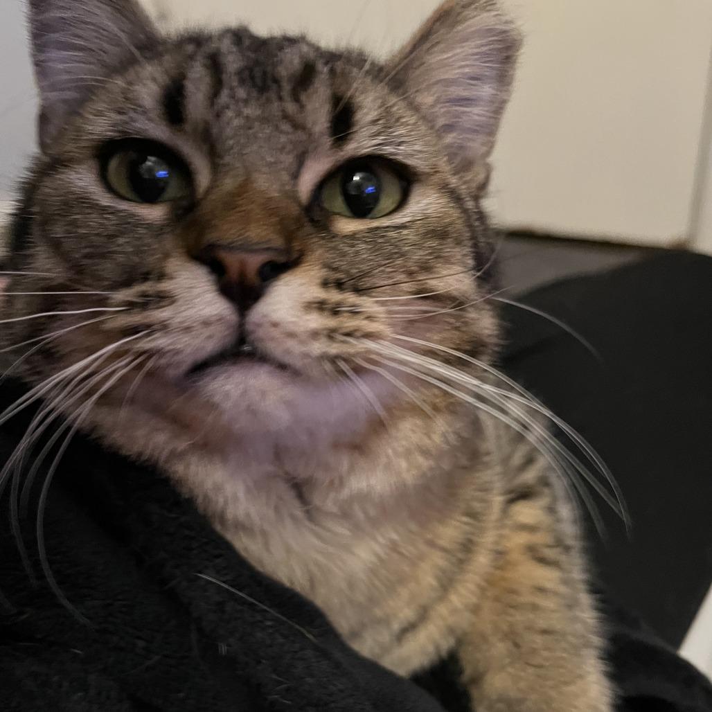 Enlarge Mort, a Adoptable Domestic Medium Hair in Tempe, AZ image 6/6