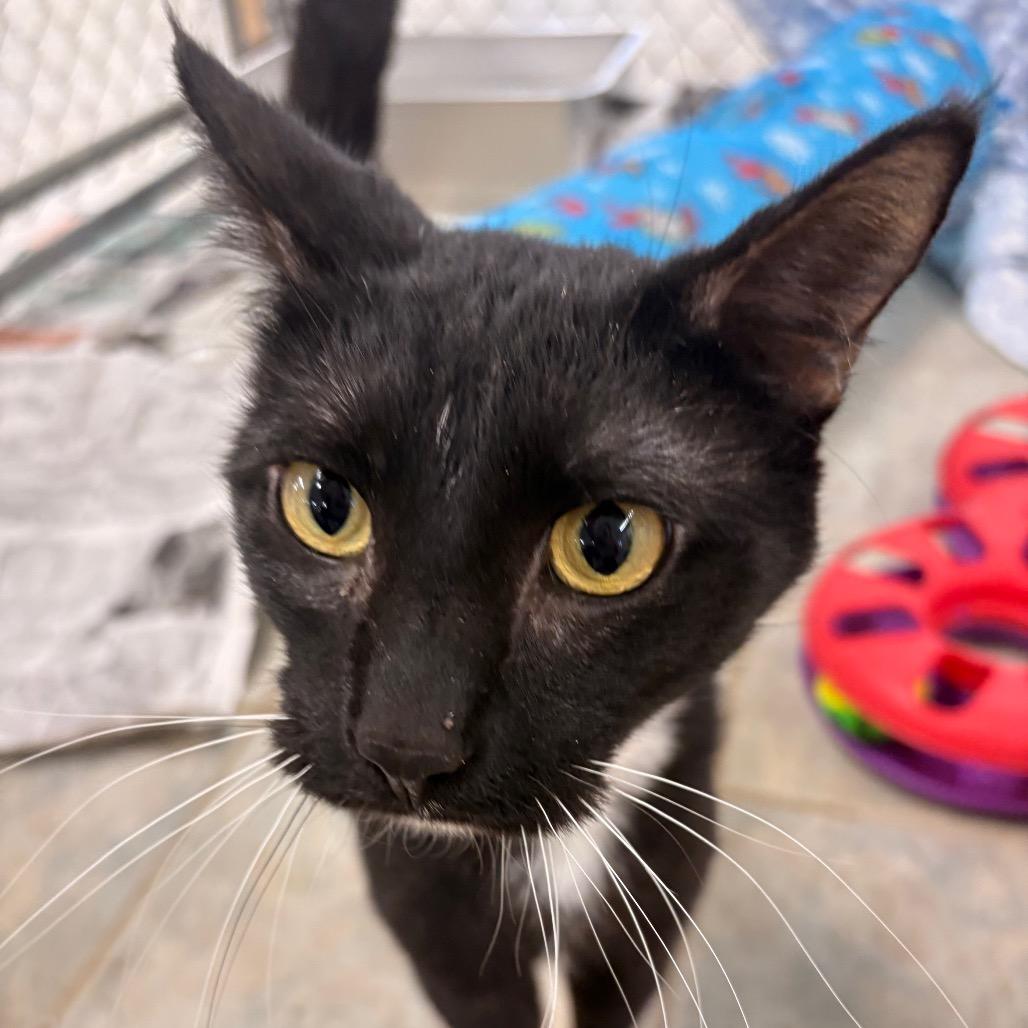Enlarge Moochie, a Adoptable Domestic Short Hair in East Smithfield , PA image 1/6