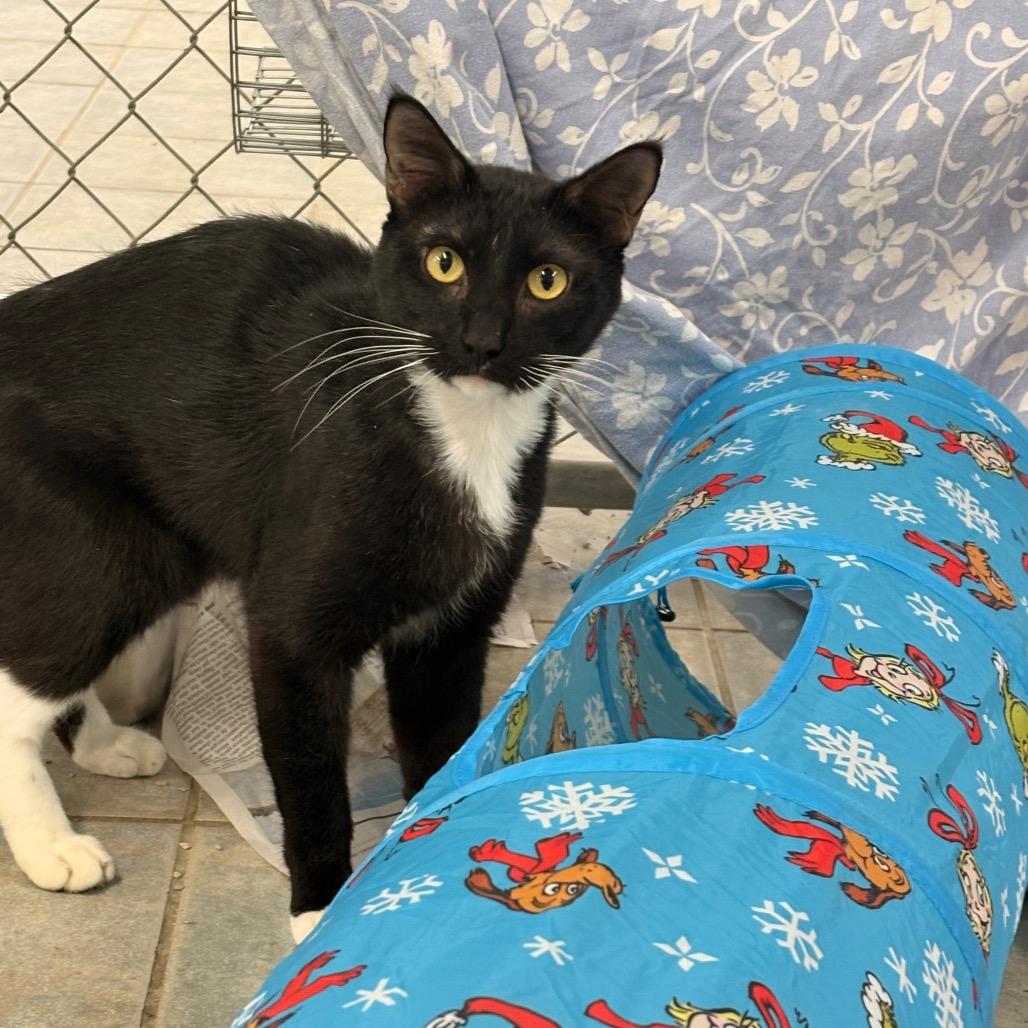 Moochie, Adoptable, Adult Male Domestic Short Hair.