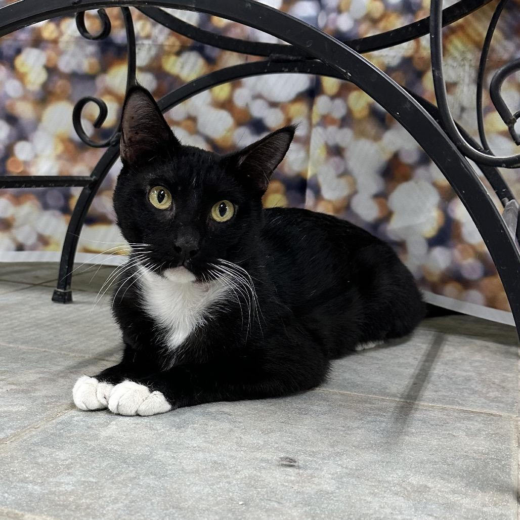 Enlarge Moochie, a Adoptable Domestic Short Hair in East Smithfield , PA image 3/6