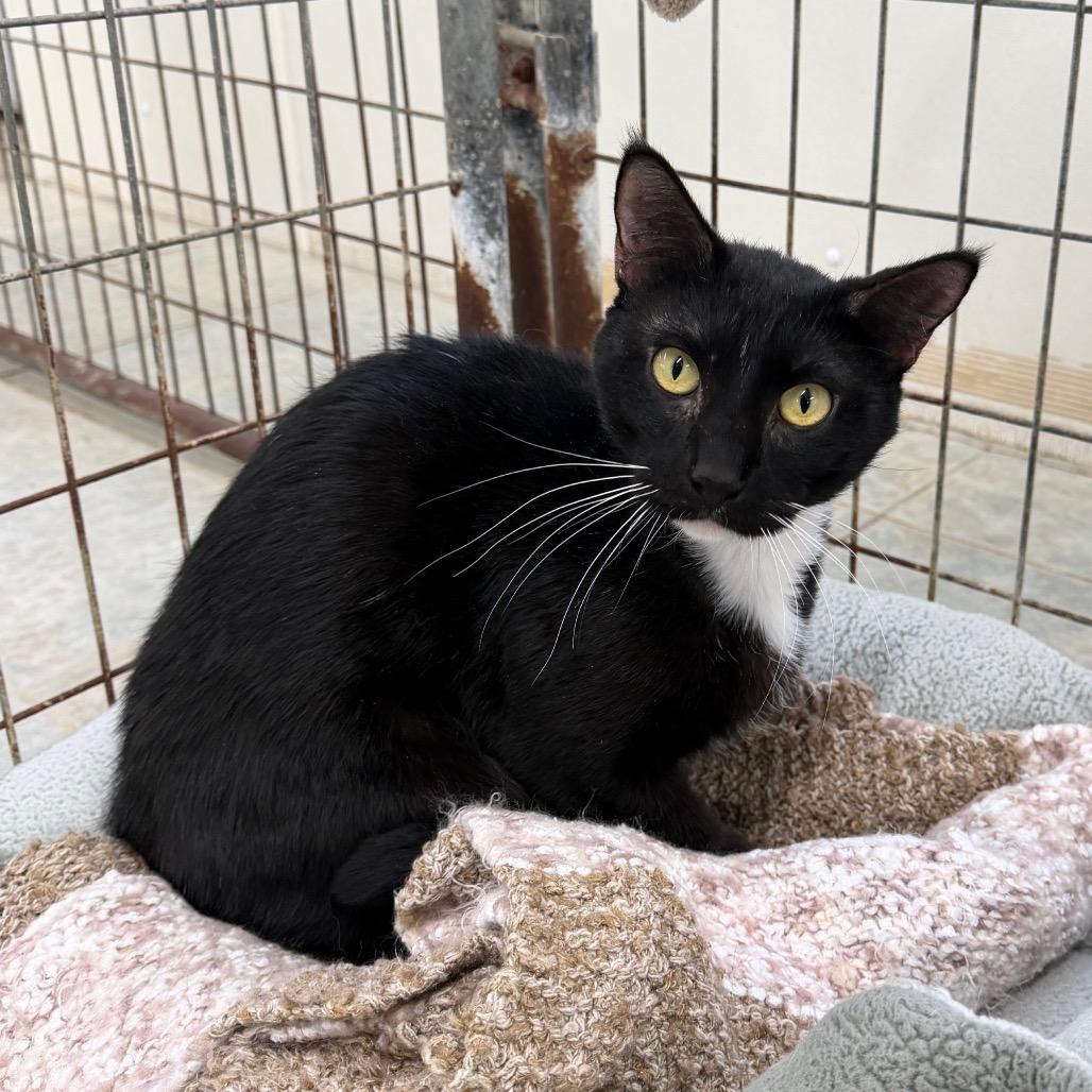 Enlarge Moochie, a Adoptable Domestic Short Hair in East Smithfield , PA image 3/6